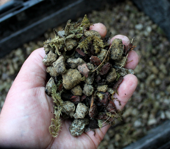 Soil Mixes for Weak and Newly Collected Trees and Yamadori Aftercare Bonsai4Me